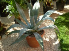 Agave Americana_01